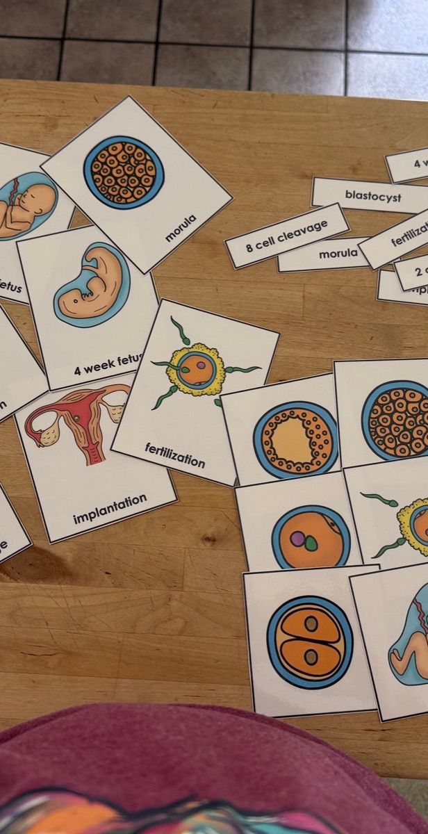 Human Development Three Part Cards photo 2