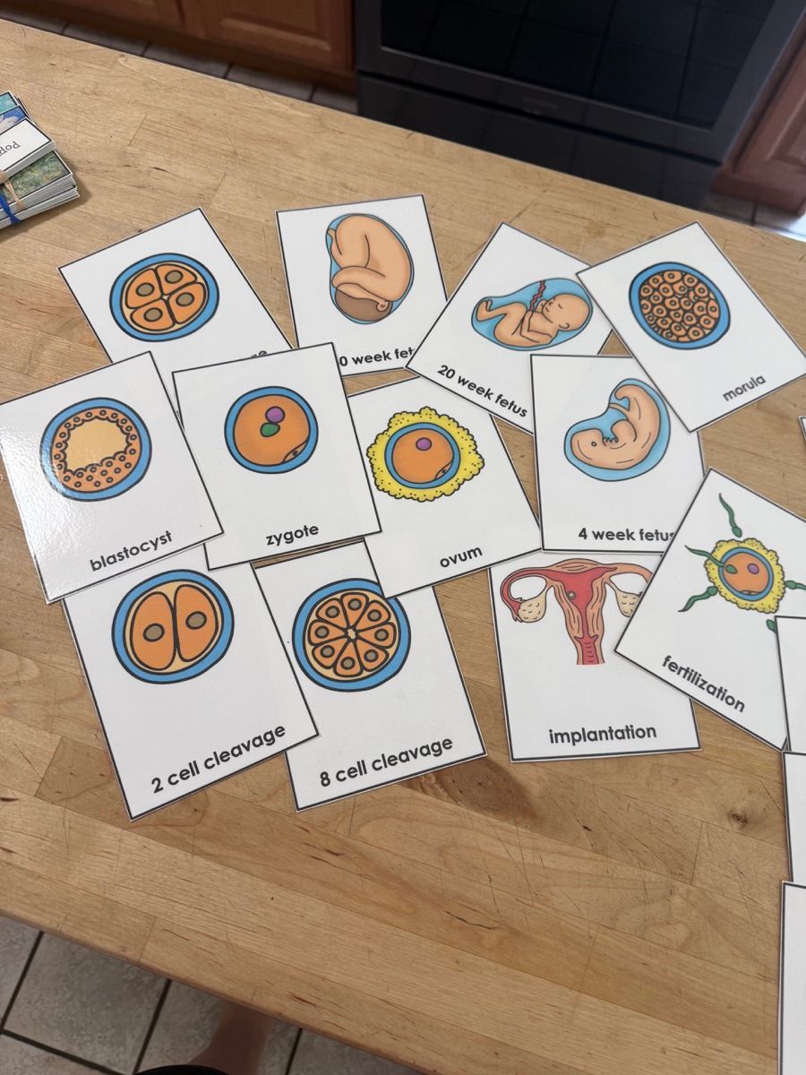 Human Development Three Part Cards photo 3