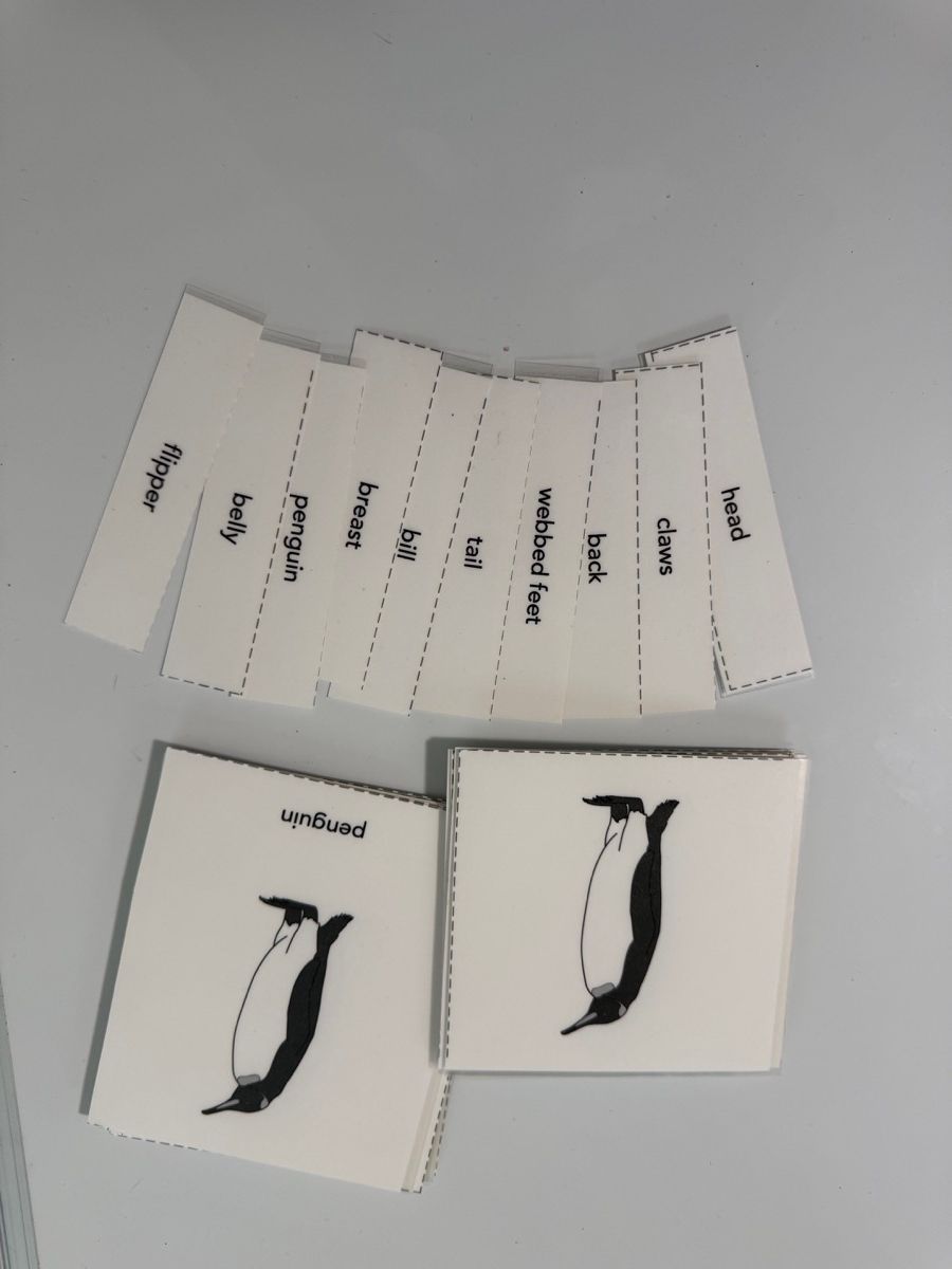 Penguin Nomenclature Cards photo 3