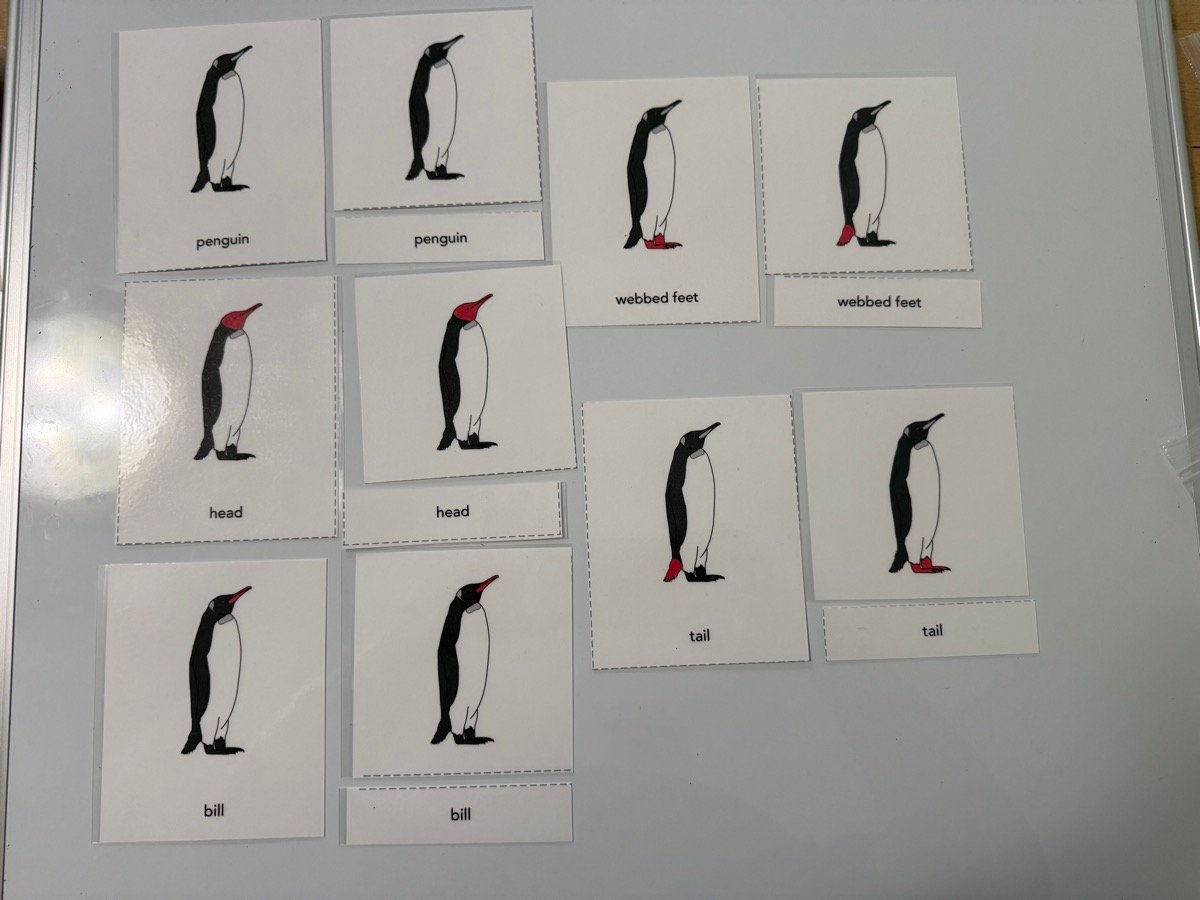 Penguin Nomenclature Cards photo 2