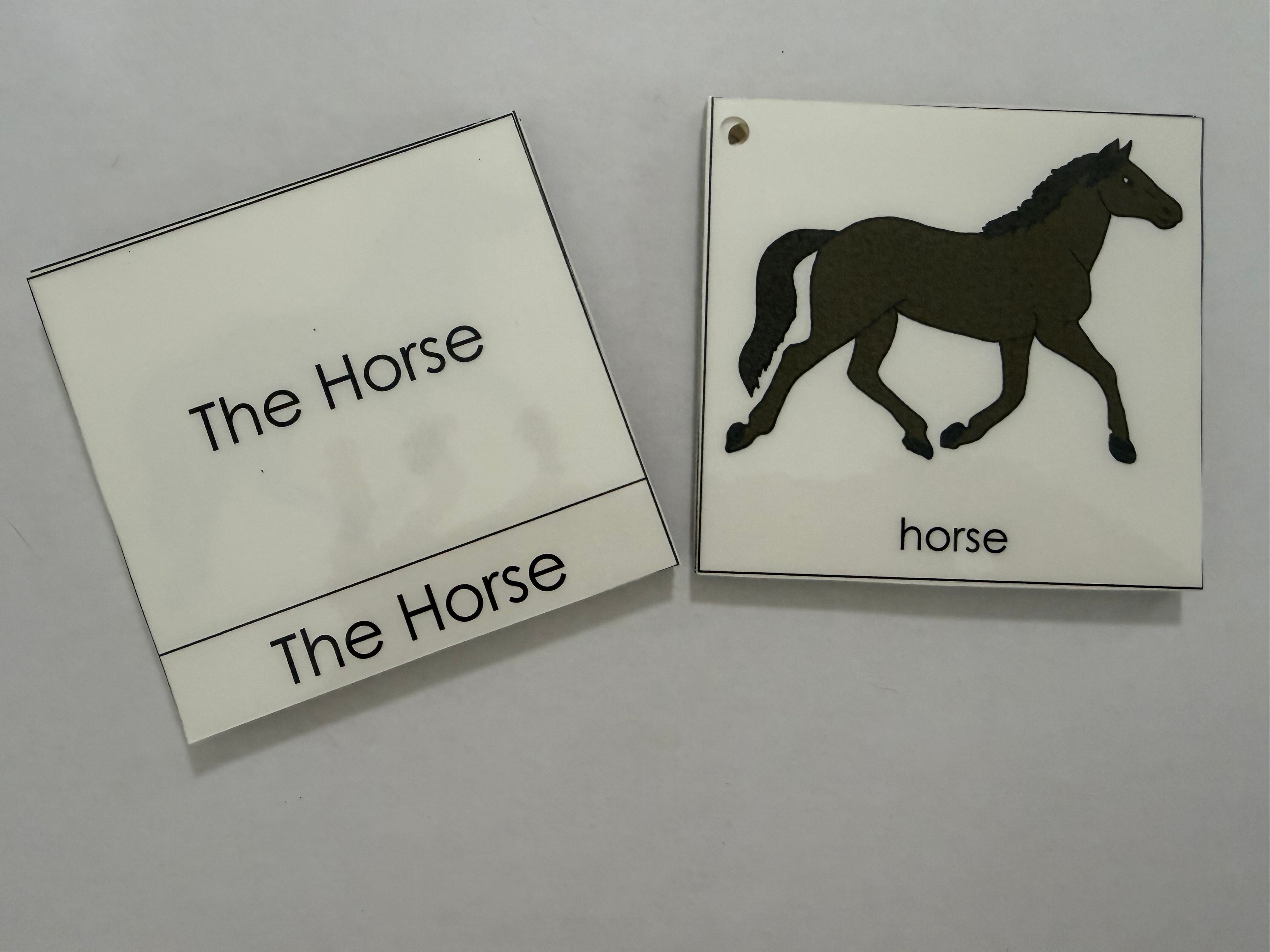 Horse Nomenclature Cards
