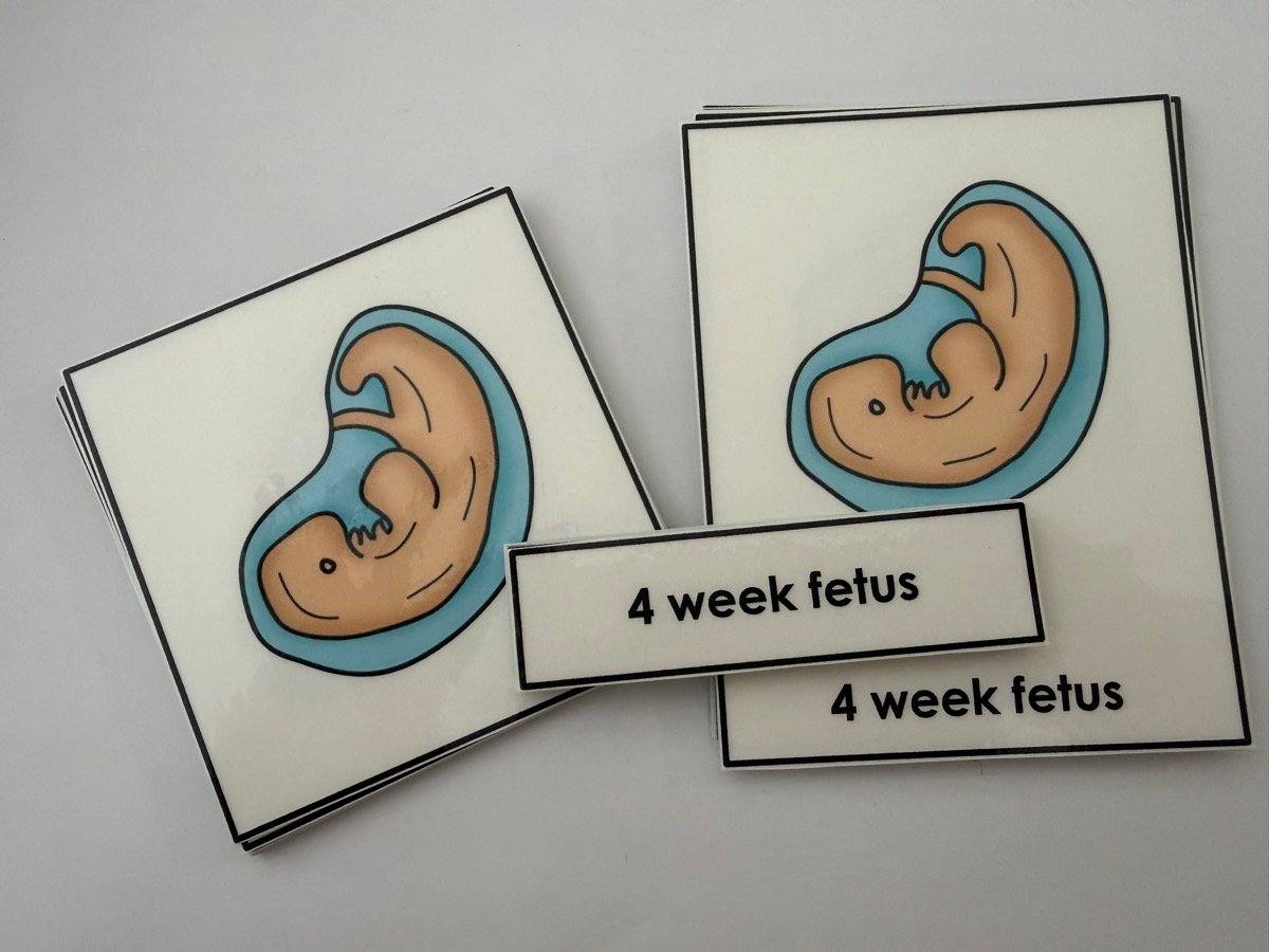 Human Development Three Part Cards