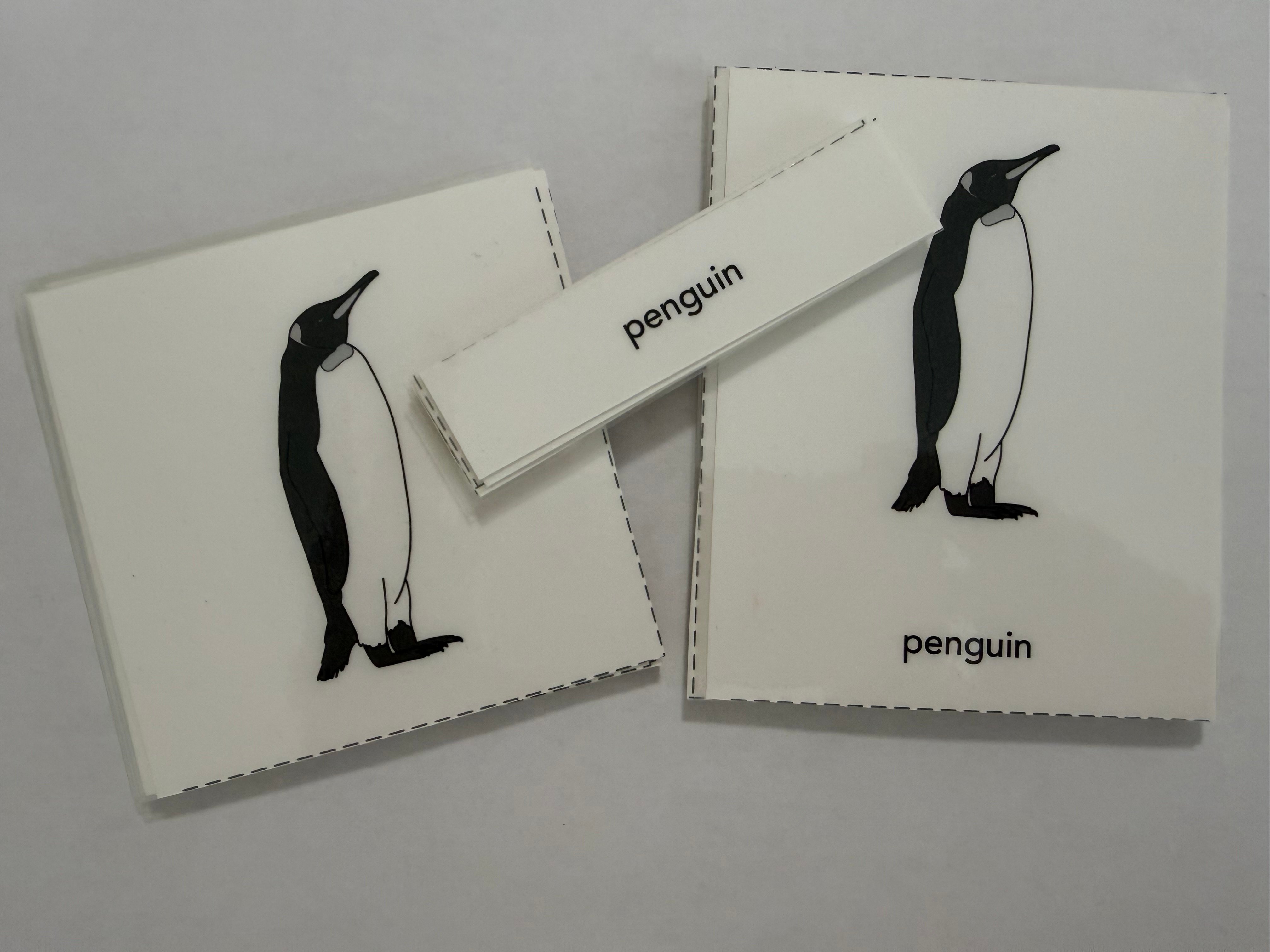 Penguin Nomenclature Cards